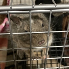 【一旦受付終了します】ブルー・ブルーパイドのデグー（2か月〜1歳...