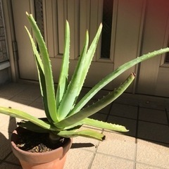 アロエ