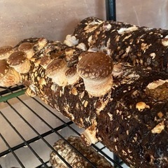 椎茸　家庭で作りませんか？
