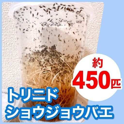 #003 トリニドショウジョウバエ　（1カップ約450匹 ）　生餌 爬虫類 餌 エサ フライトレス