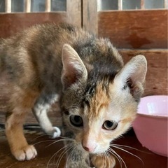 生後2ヶ月の三毛ちゃんの里親募集します。お話し中です。