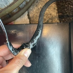 看板　ライト　の画像