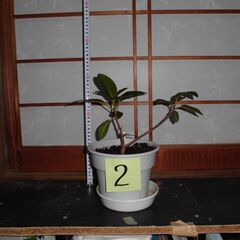 観葉植物フランスゴムの木２