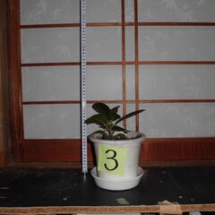 観葉植物フランスゴムの木３