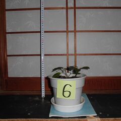 観葉植物フランスゴムの木６