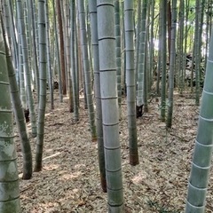 竹・雑木をお好きなだけお譲りします！