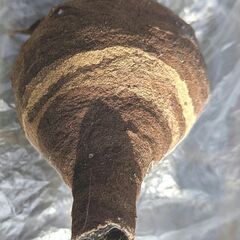   蜂の巣　３種類（標本にいかがでしょうか？）