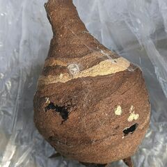   蜂の巣　３種類（標本にいかがでしょうか？）の画像