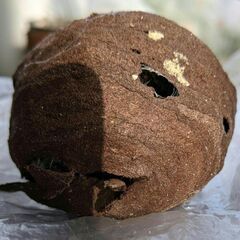   蜂の巣　３種類（標本にいかがでしょうか？）の画像