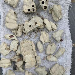   蜂の巣　３種類（標本にいかがでしょうか？）の画像