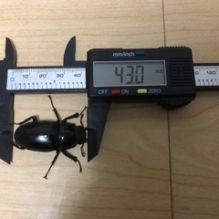 【この土日限定！】【成虫メス3匹】ギラファノコギリクワガタ
