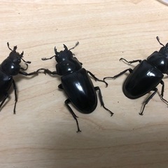 【この土日限定！】【成虫メス3匹】ギラファノコギリクワガタの画像