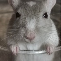 小動物好きな方！