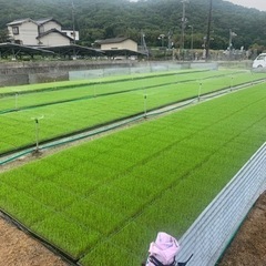 米専門農家　原農園の画像