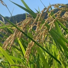 米専門農家　原農園の画像