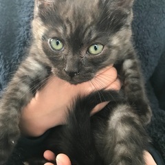 保護猫ちゃんの里親さんを募集中