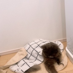 猫の輸血にご協力お願いします - 足立区