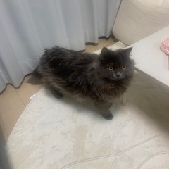 猫の輸血にご協力お願いします