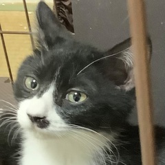 抱っこ好き子猫兄弟