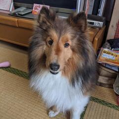 シェットランドシープドッグ