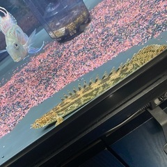 ポリプテルス　アンソルギー2匹（熱帯魚、古代魚、大型魚）