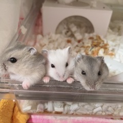 生後１ヶ月の子ハム🐹里親様募集