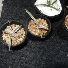 アガベ氷山 アガベ 氷山 14センチ❗特価❗ アガベ 氷山 14センチ❗特価❗ アガベ 氷山