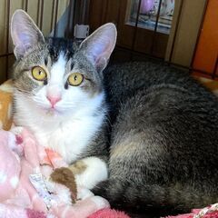 綺麗な毛並み　キジ白のしじみ　6ヶ月位