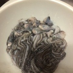 シガヤーダコ🐙【餌用】1匹の画像