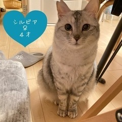 【募集を一時停止します】ぽっちゃり大きな体がチャームポイント☆4...