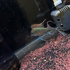 最終値下げ‼️（極美）ゲオファーガス　スベニ