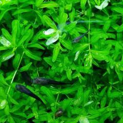  大好評　アクアリウム　お魚が喜ぶ水草の画像