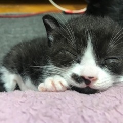 黒白の今年の6日に生まれの元気な男の子です。