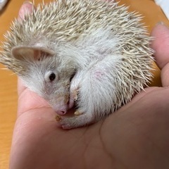 ハリネズミ