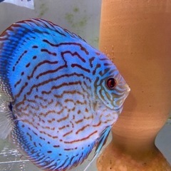 自家産ディスカス　国産ディスカス　虫喰いの画像