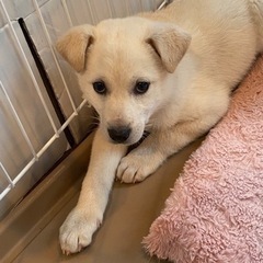 里親決定！感謝☺️ぬいぐるみのような女の子🐶 - 和歌山市