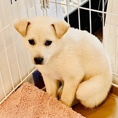 里親決定！感謝☺️ぬいぐるみのような女の子🐶