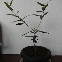 オリーブの鉢植 