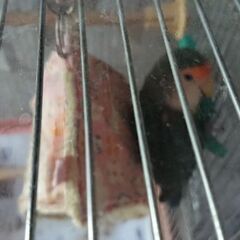コザクラインコ