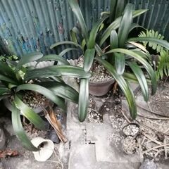 差し上げます　植木鉢　プランターの画像