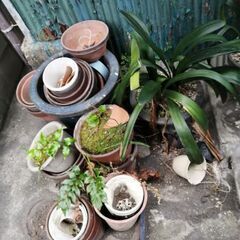 差し上げます　植木鉢　プランターの画像