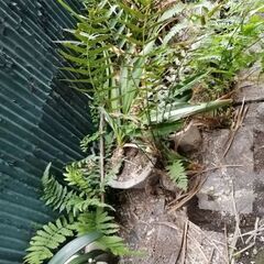 差し上げます　植木鉢　プランター