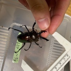 ニジイロクワガタ　ダークレッド　ペア