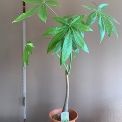 パキラ 観葉植物