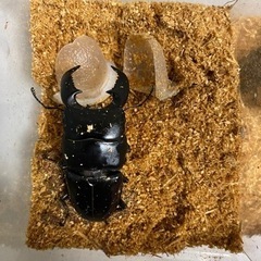 アチェスマトラオオヒラタ　ペア