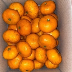 蒲郡みかん　青島　５㎏
