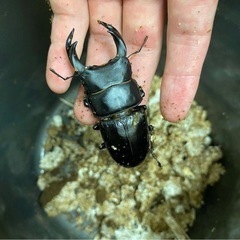 オオクワガタ(産地不明)②