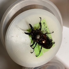 ニジイロクワガタダークレッド　ペア