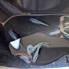 メダカ　黒ラメ幹之サファイア系　稚魚から若魚　1/29