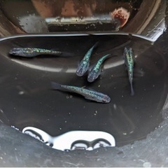 メダカ　黒ラメ幹之サファイア系　稚魚から若魚　1/29 